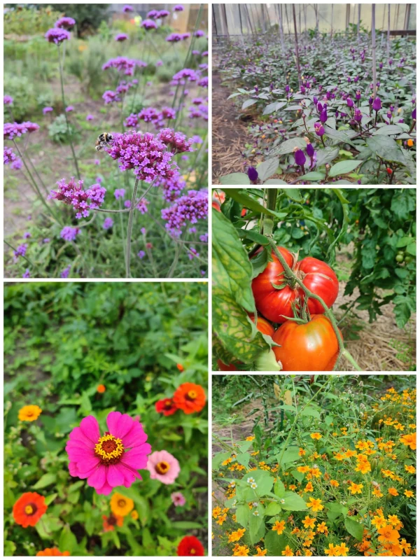 Potpourri aus dem Blüten- und Kräutergarten
